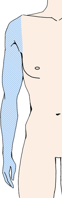 腕全体　手指まで