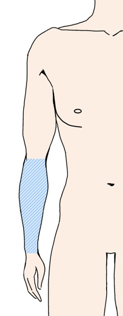 前腕　肘より下